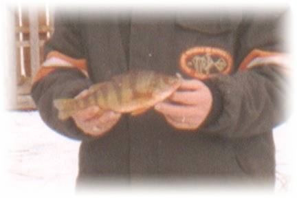 Perch of 1 pound captured by Mr. Pronovost on December 26th 2002